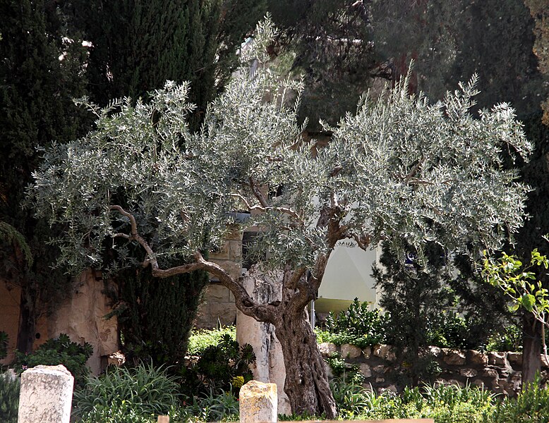 File:Jerusalem-Getsemane-Garten-08-2010-gje.jpg