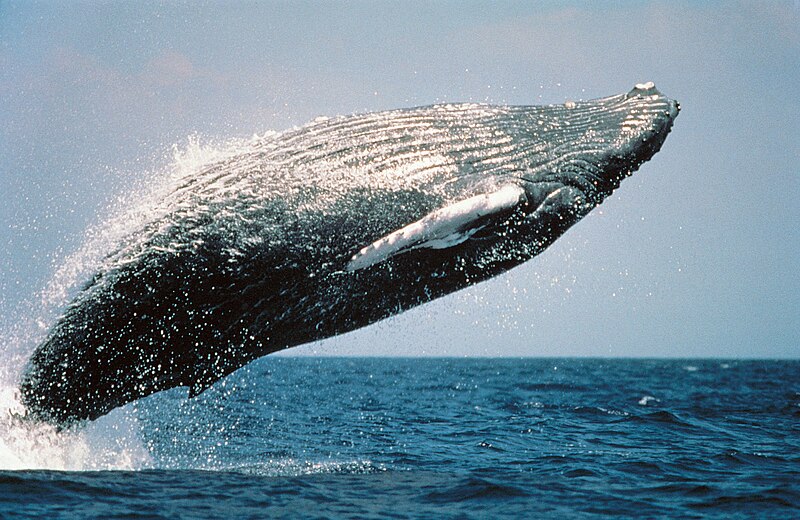 File:HumpbackWhaleBreaching.jpg