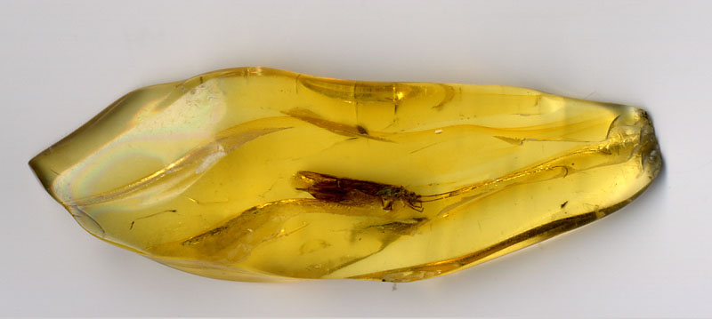 File:Amber.insect.800pix.050203.jpg