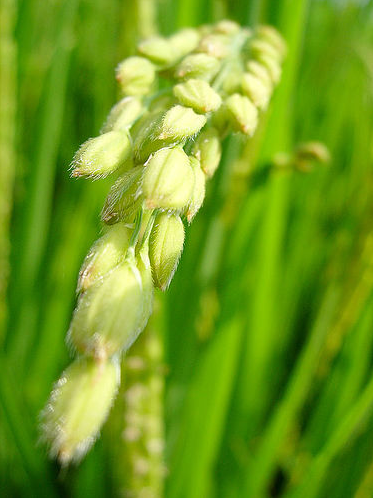 File:Spike-of-rice-Taiwan.png