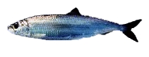 File:Herring2.jpg