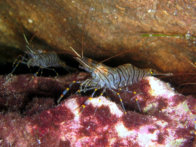 File:Palaemon serratus Croazia.jpg