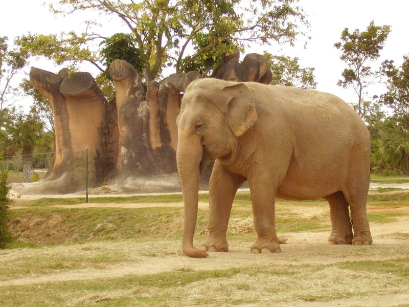 File:Asianelephant3.jpg