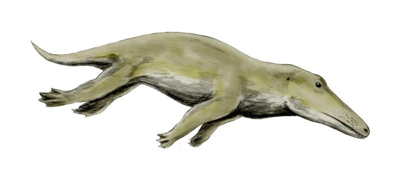 File:Ambulocetus BW.jpg