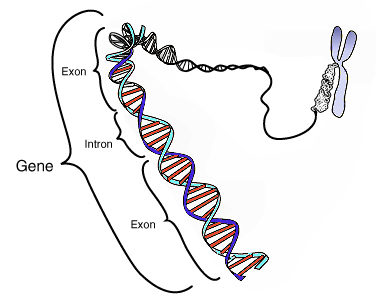 File:Gene.png