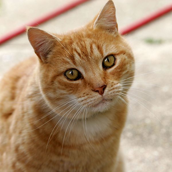 File:Cat03.jpg