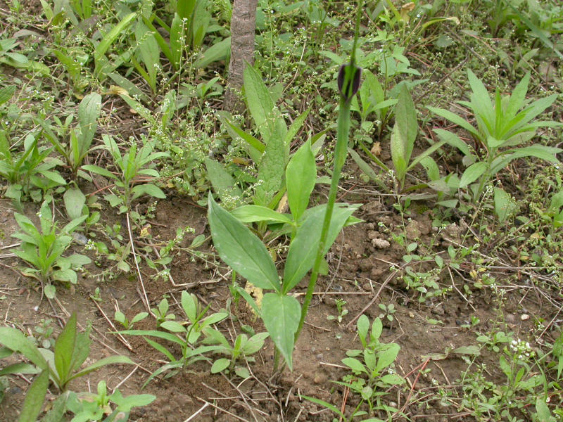 File:Puanh ghrah.jpg