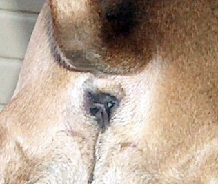 File:Dog’s anus.jpg