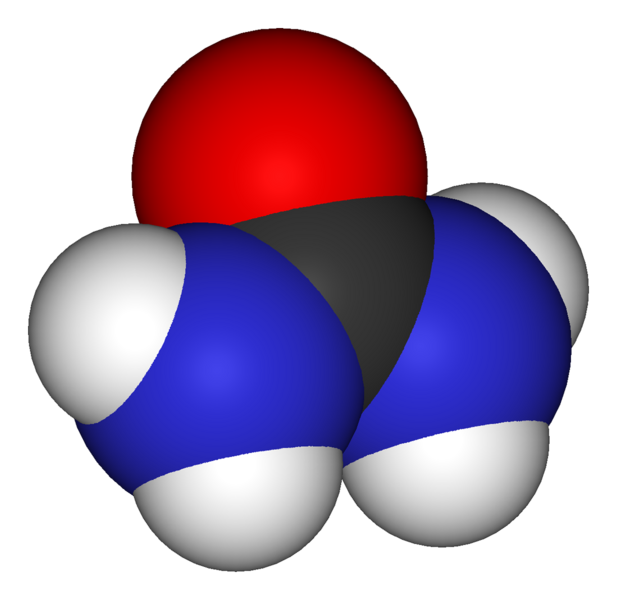 File:Urea-3D-vdW.png