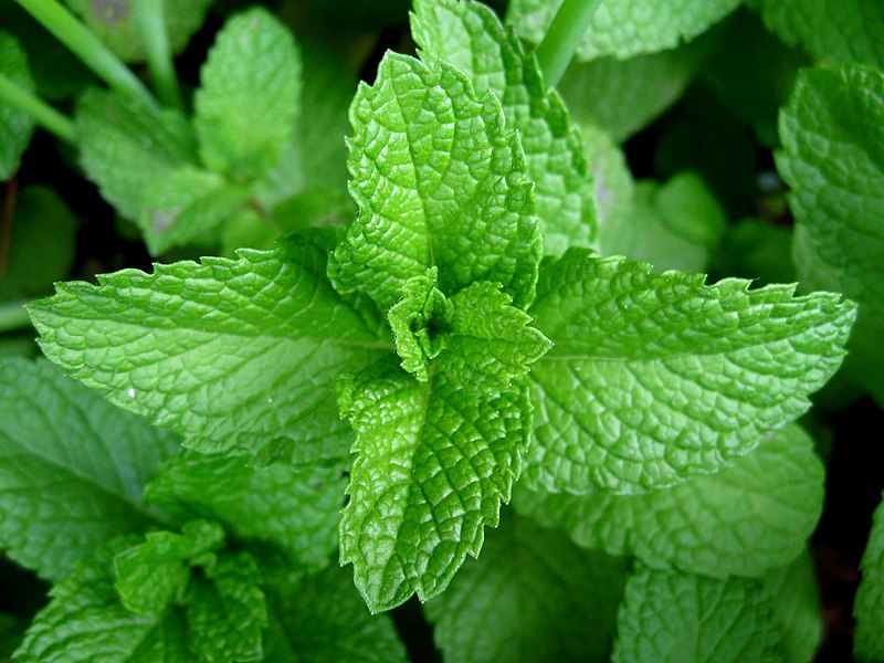 File:Mint-leaves-2007.jpg