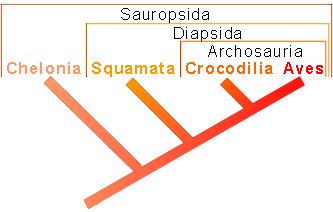 File:SysSauropisda.jpg