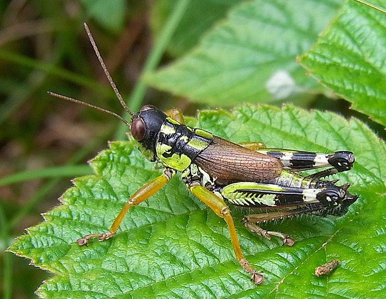 File:Miramella alpina collina male.jpg