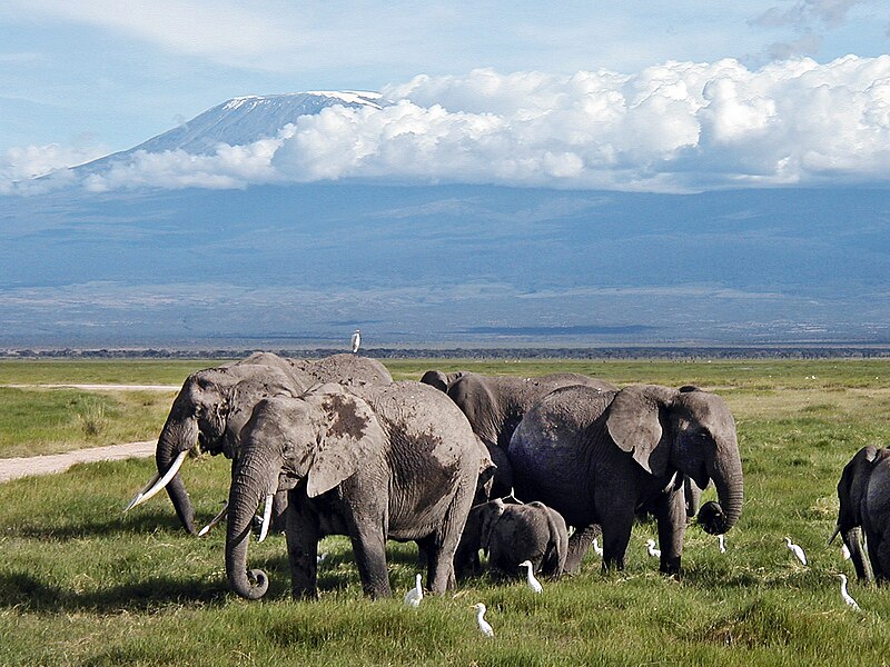 File:Elephants Kili 2.jpg