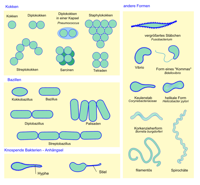 File:Bacterial morphology diagram-de.svg