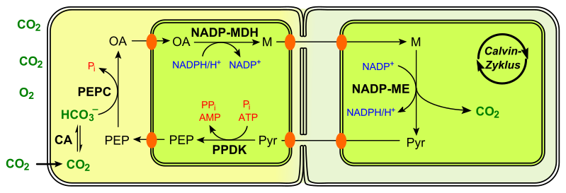 File:C4 photosynthesis NADP-ME type.svg