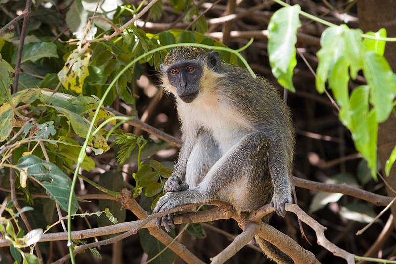 File:Abuko monkey.jpg