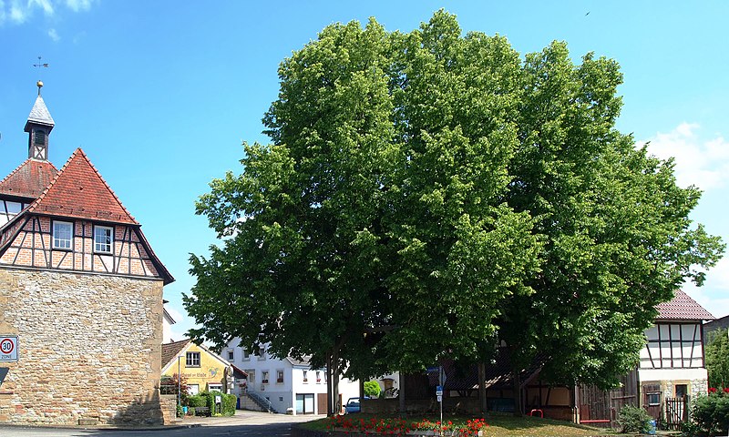 File:Langenbeutingen Linde 1.jpg