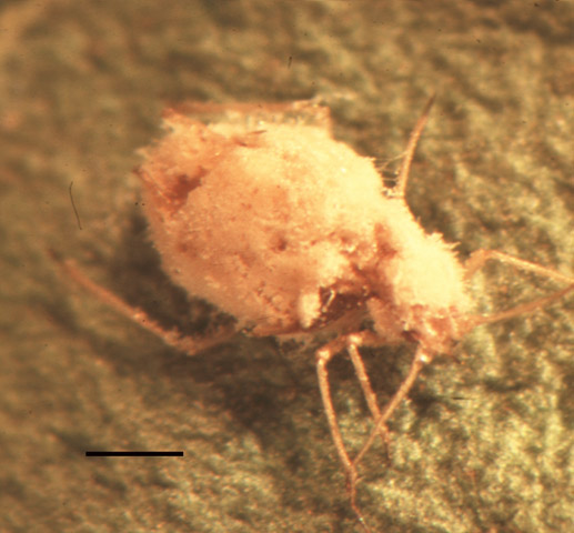 File:Pandora neoaphidis.jpg