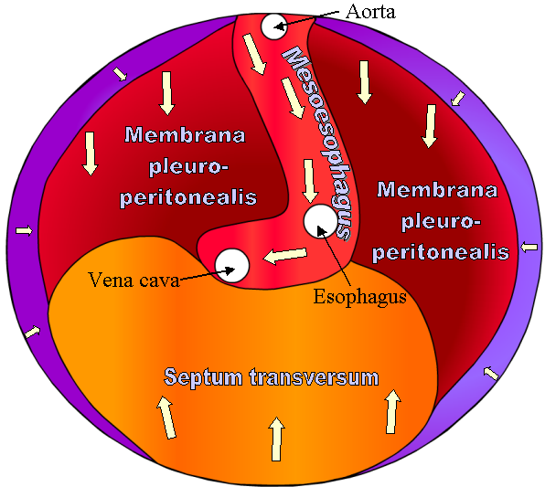 File:Diaphragma-embryo.png