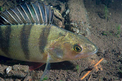 File:Perca fluviatilis.jpg