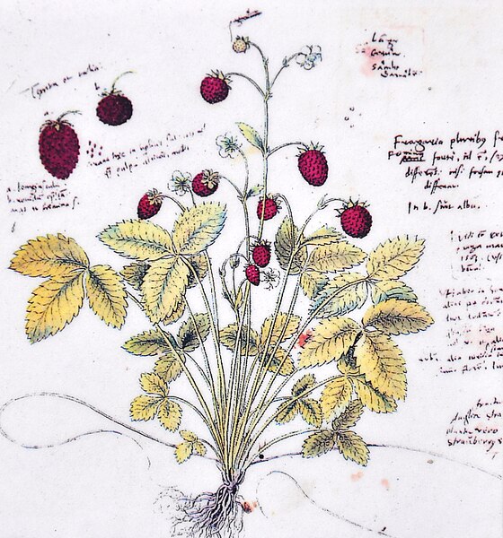 File:Conrad Gesner - Conradi Gesneri Historia plantarum Walderbeere.jpg