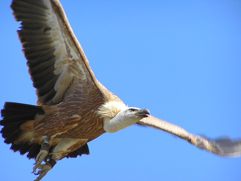 File:Gyps fulvus (Frank Wouters).jpg