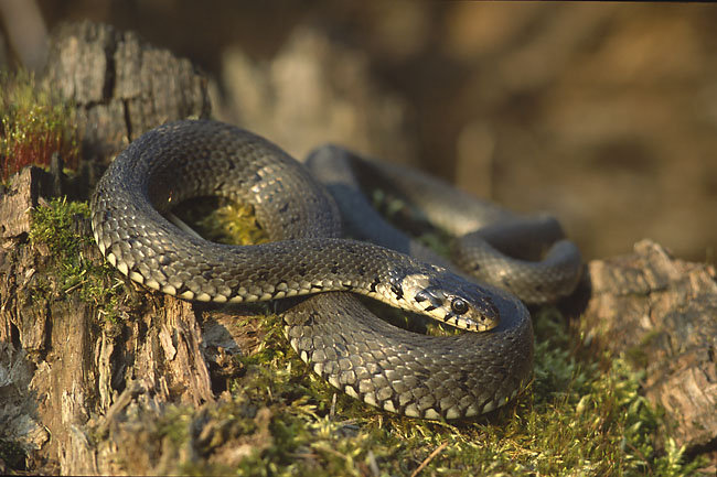 File:Natrix natrix (Marek Szczepanek).jpg