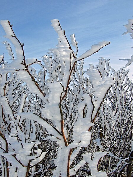 File:Feldberg-25-02-2009-032.jpg