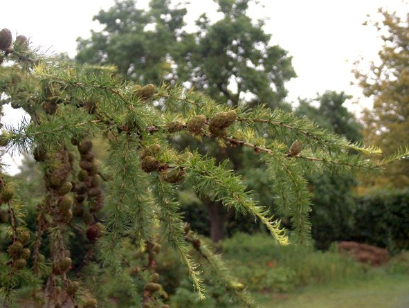 File:Larix.jpg