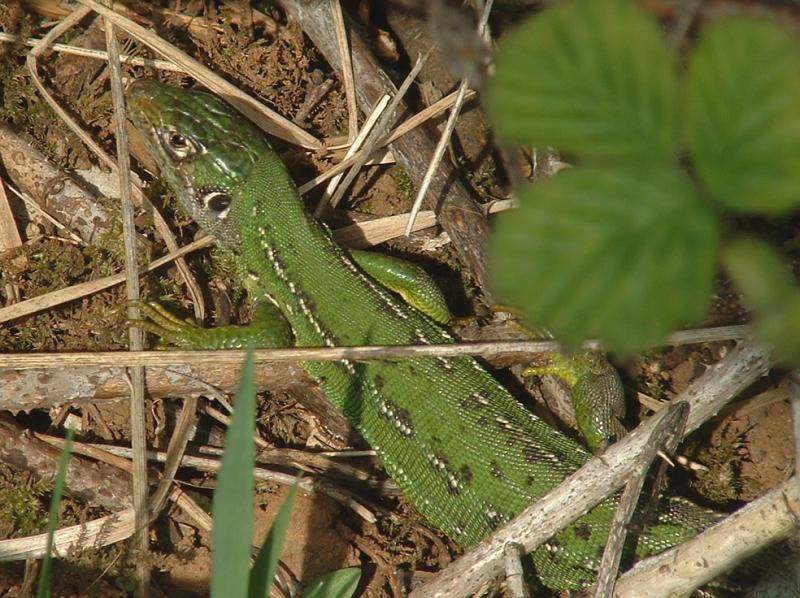 File:Lacerta viridis02.jpg