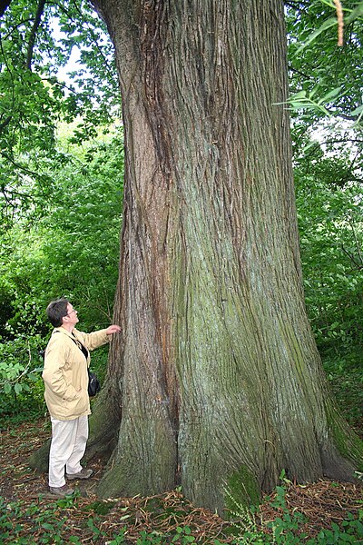 File:Castanea sativa (Mariemont) JPG1a.jpg