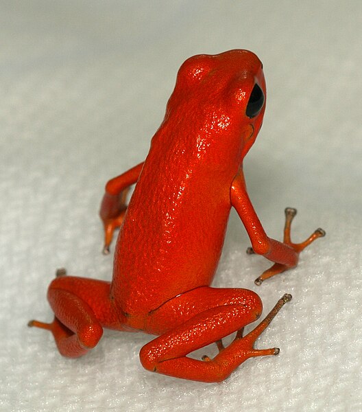 File:Oophaga pumilio Zoo.jpg