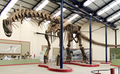 Argentinosaurus skeleton, PLoS ONE.png