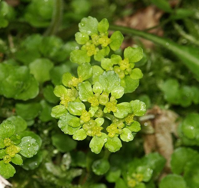 File:Chrysosplenium oppositifolium 240405a.jpg