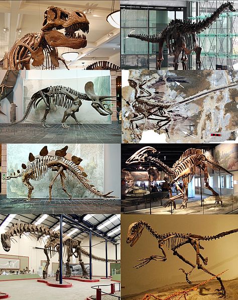 File:Various dinosaurs002.jpg