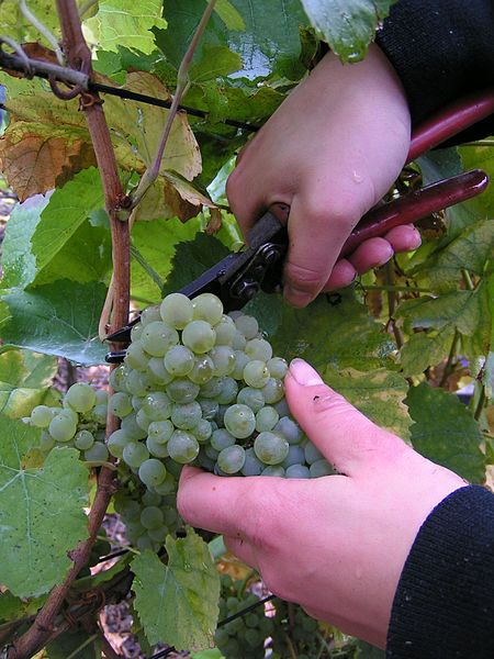 File:Grape gathering.jpg