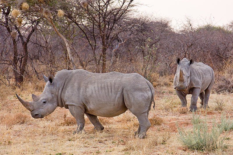 File:Waterberg Nashorn1.jpg