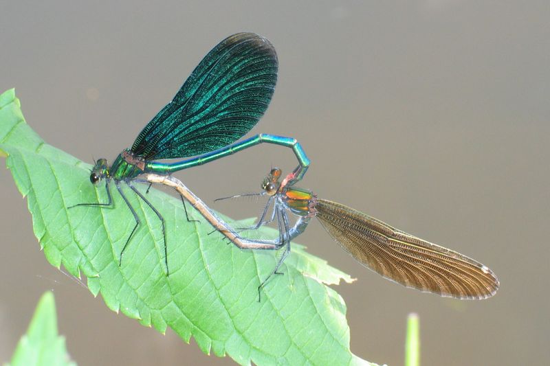 File:Calopteryx virgo paarung.jpg