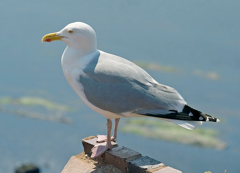 File:Larus argentatus01.jpg