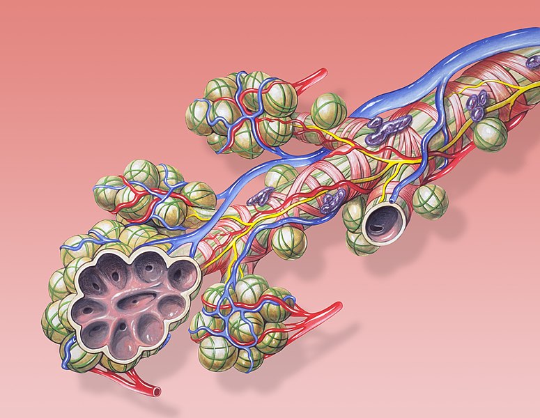 File:Bronchial anatomy.jpg