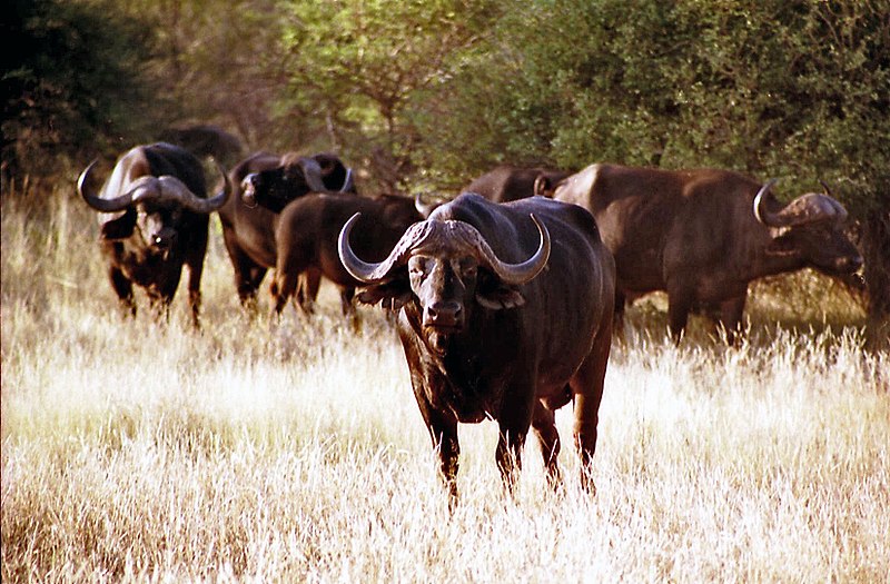 File:African Buffalo.jpg