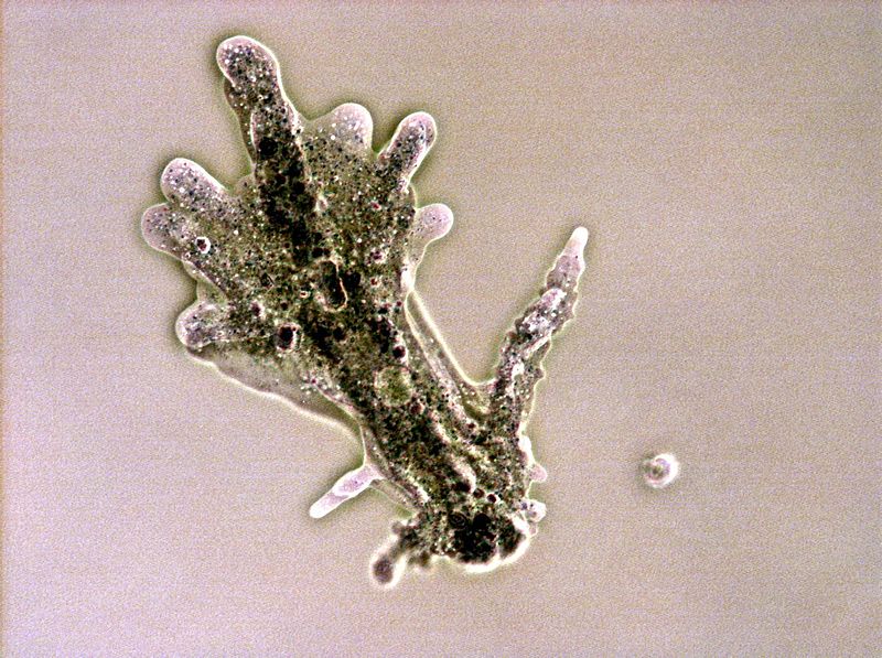 File:Amoeba proteus.jpg