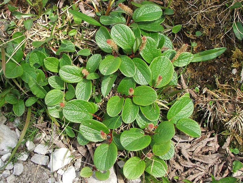 File:Salix reticulata a1.jpg