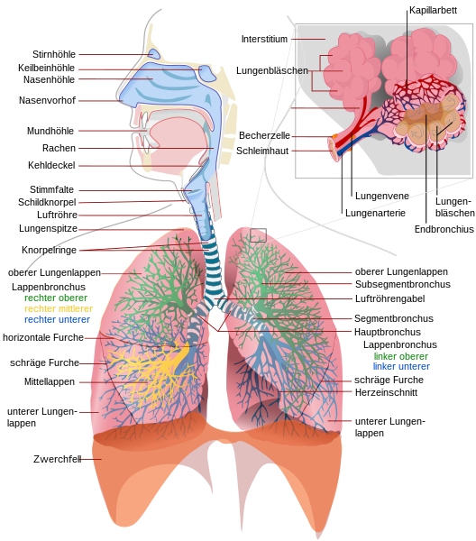 File:Respiratory system complete de.svg