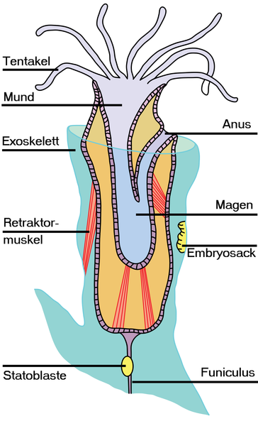 File:Anatomie eines Moostierchens.png