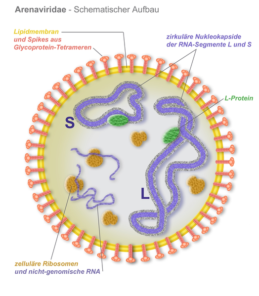 File:Arenaviridae-Schema.png