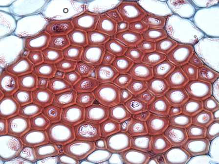 File:Plant cell type sclerenchyma fibers.png