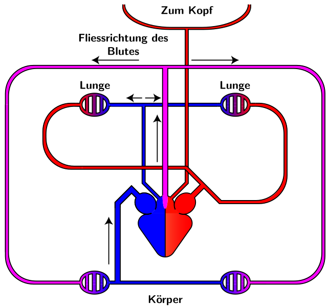 File:Blutkreislauf Reptilien.svg