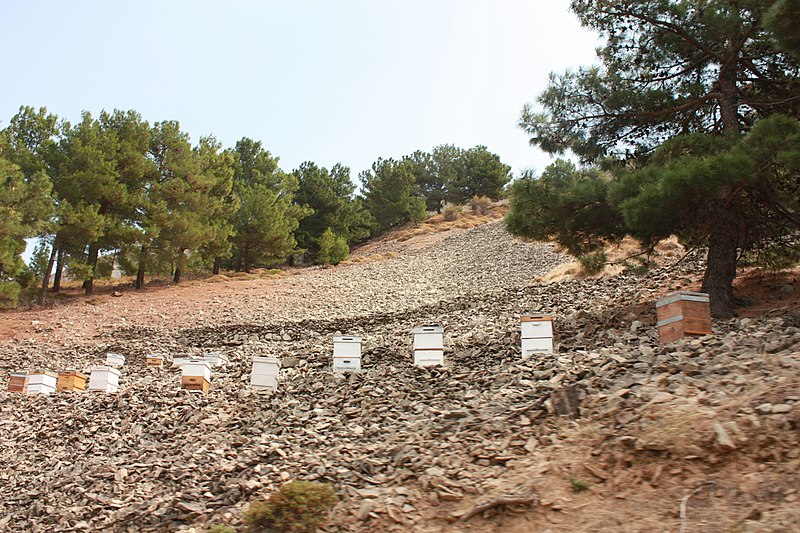 File:Marmaros yolundan Gökçeada ÇANAKKALE - panoramio.jpg