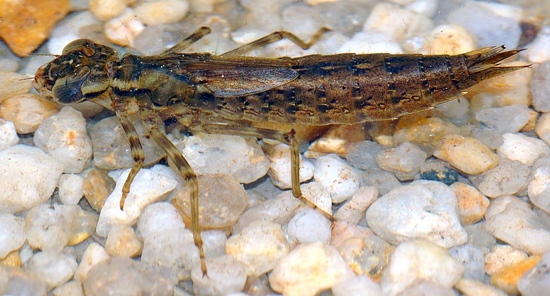 File:Aeshna cyanea - larva (aka).jpg